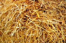 Wheat Straw