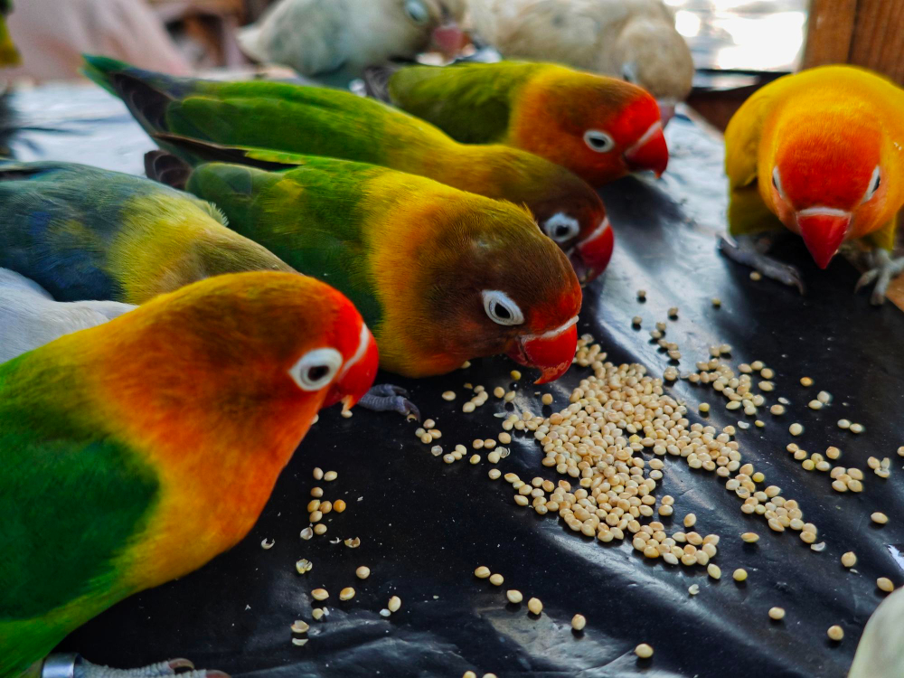 Lovebirds eating bird seed