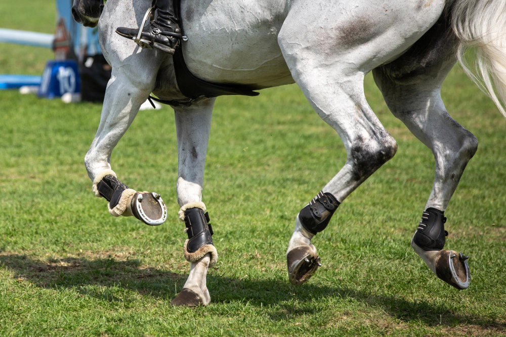 Grey show jumping horse in leg boots at an equestrian competition