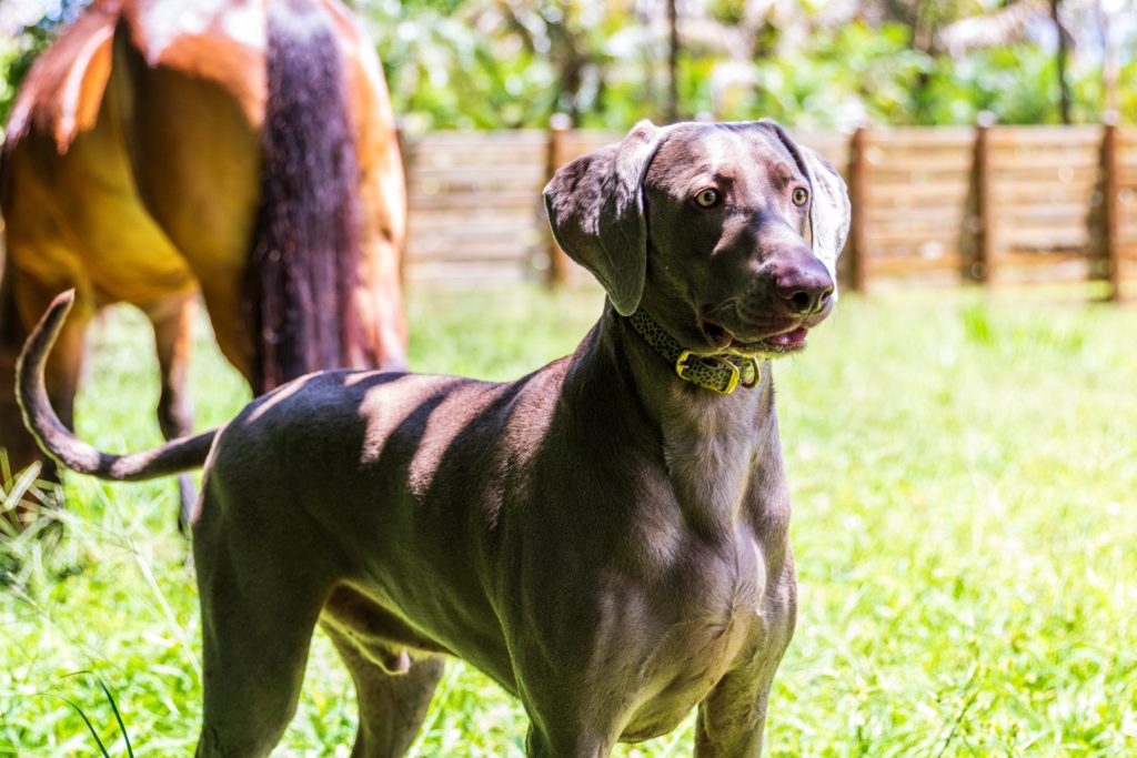 Dog standing in the grass with a horse behind it