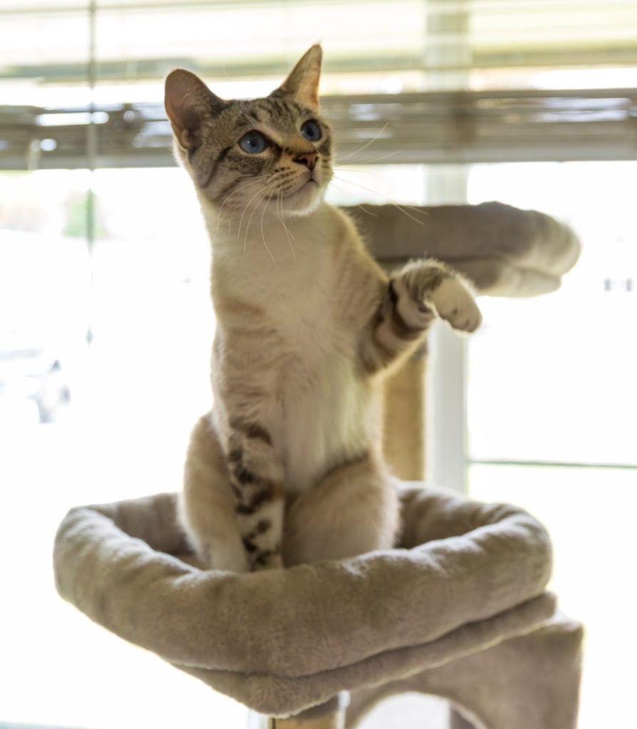 Cat playing on a cat tree