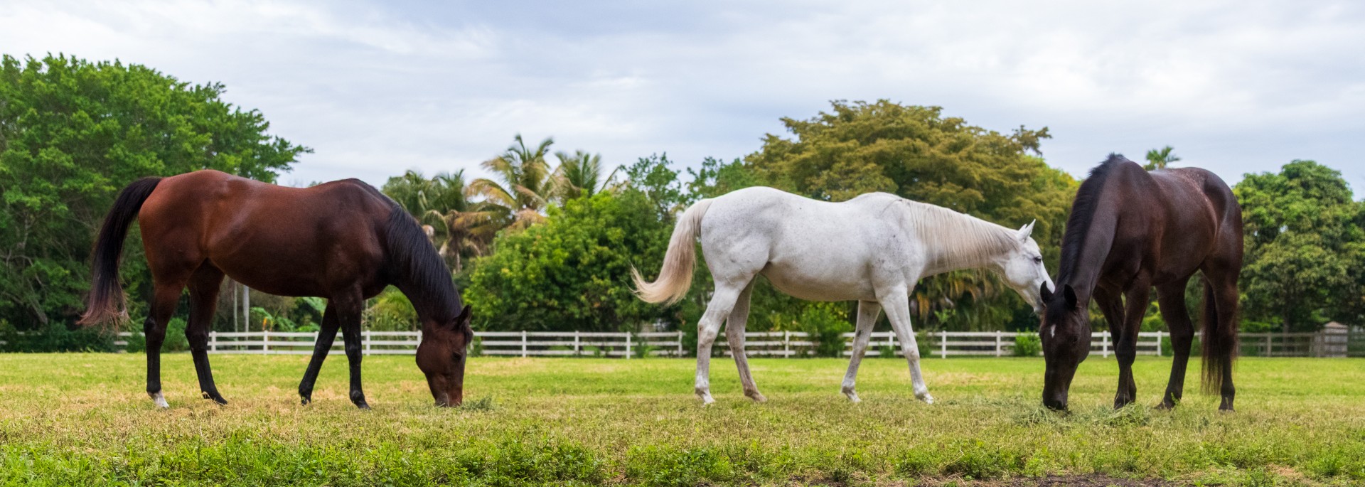 Horses grazing in a green pasture