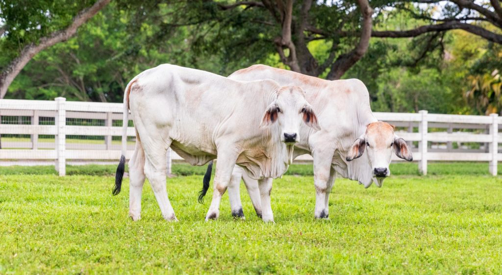 Cattle grazing in a fenced pasture