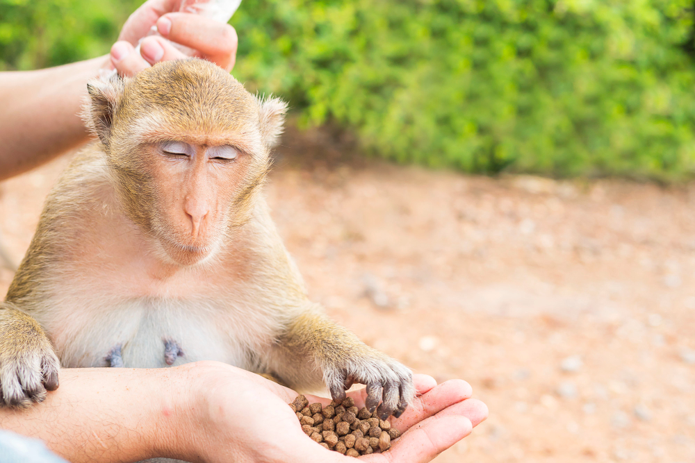 Monkey eating food pellets from a person's hands
