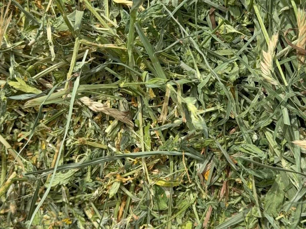 Close-up of fresh alfalfa hay
