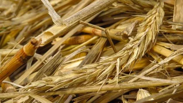 Close-up of dry wheat straw with ears