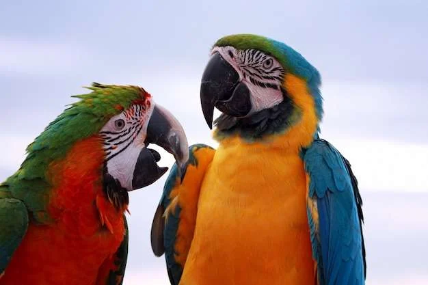 Two colorful macaw parrots close up